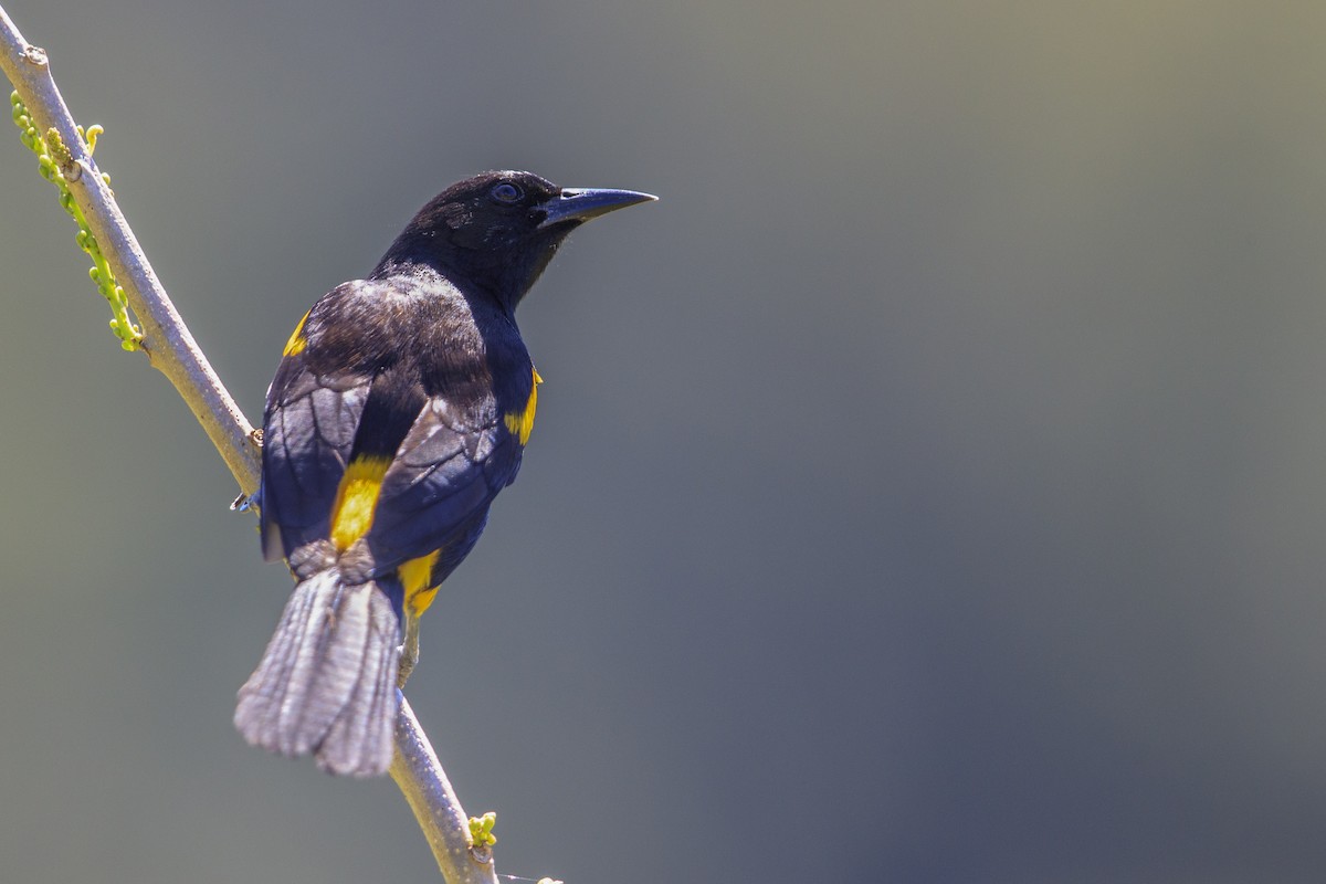 Puerto Rican Oriole - ML545487781