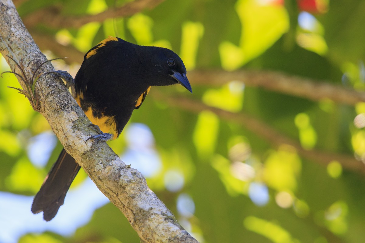 Puerto Rican Oriole - ML545487821