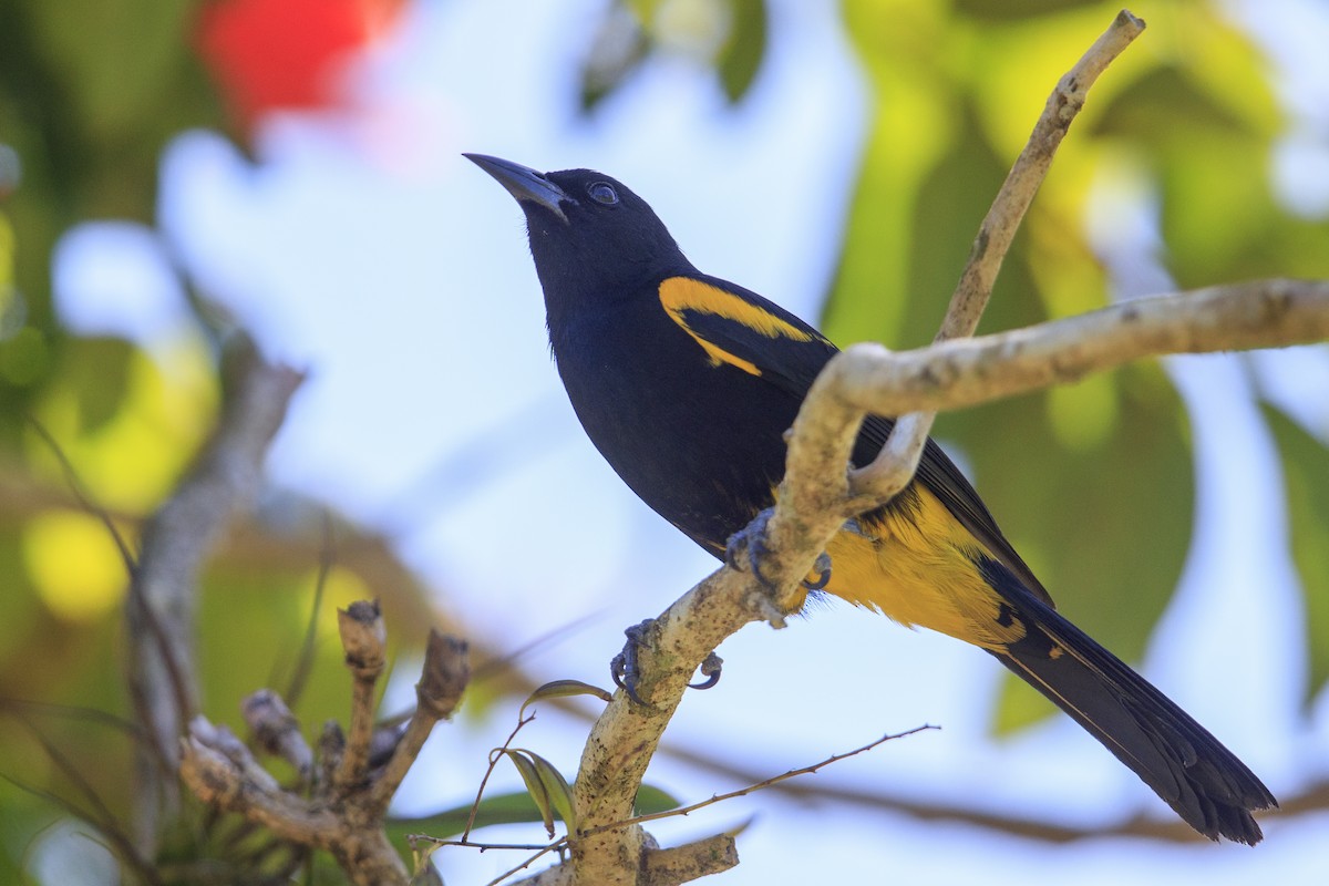 Puerto Rican Oriole - ML545487831