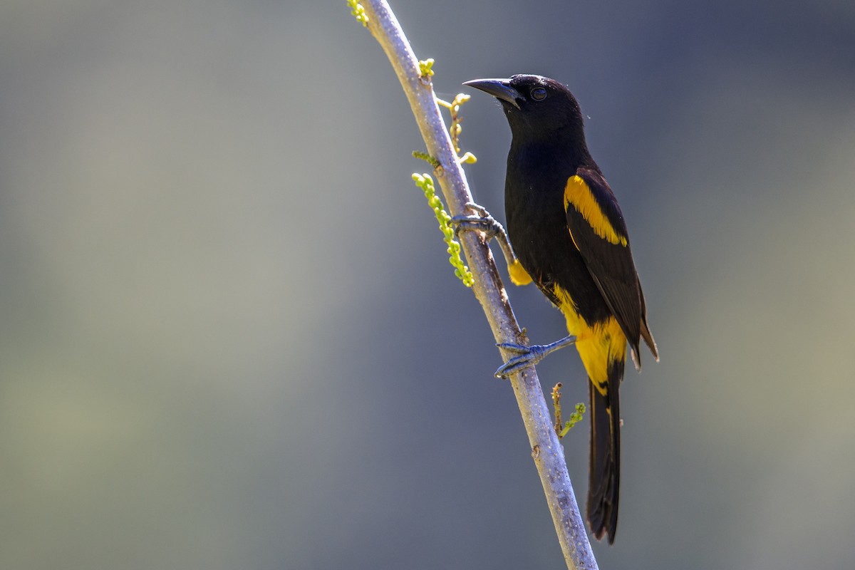 Puerto Rican Oriole - ML545487841