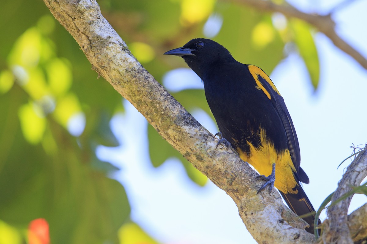 Puerto Rican Oriole - ML545487861