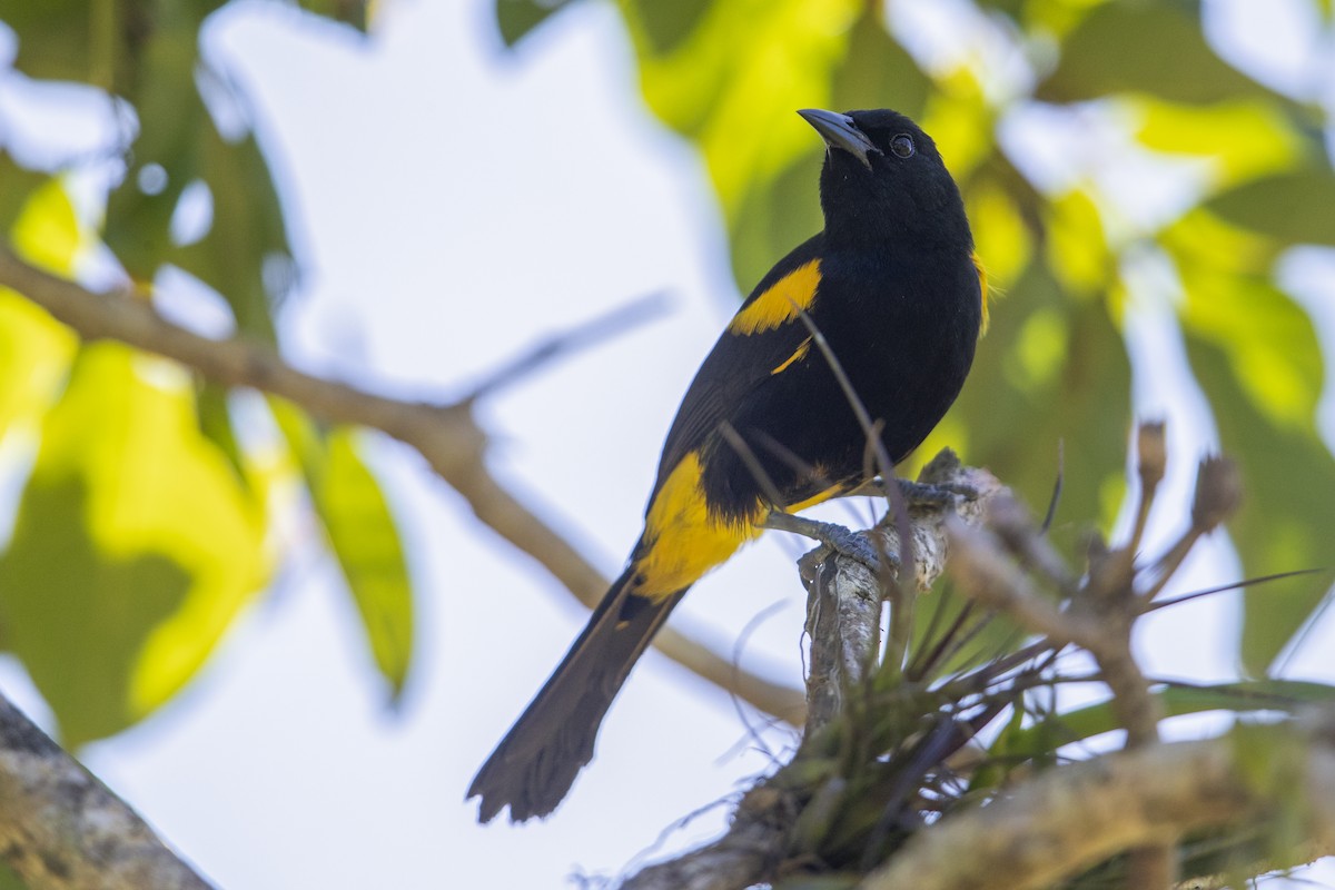 Puerto Rican Oriole - ML545487871