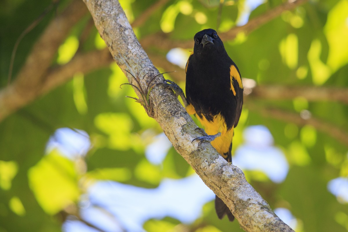 Puerto Rican Oriole - ML545487881