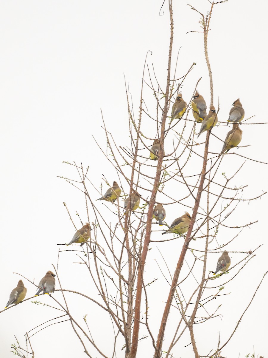 Cedar Waxwing - ML545488641