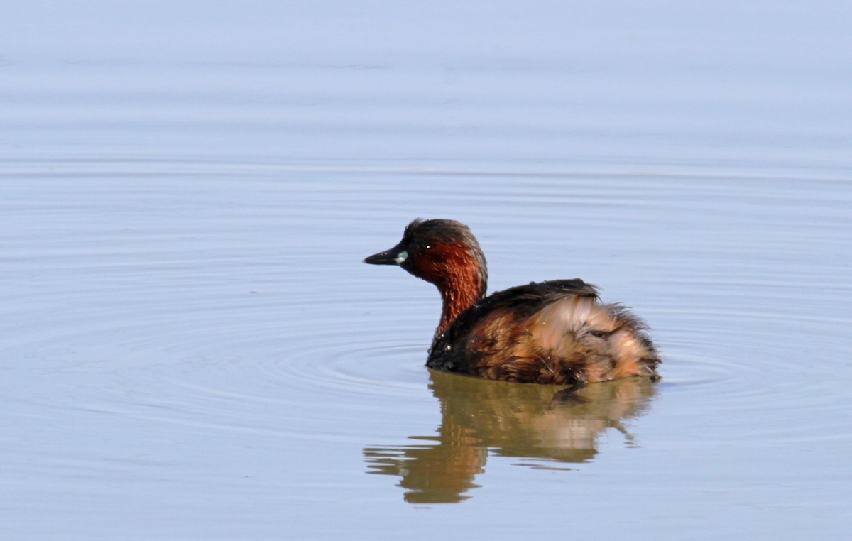 Little Grebe - ML545489121