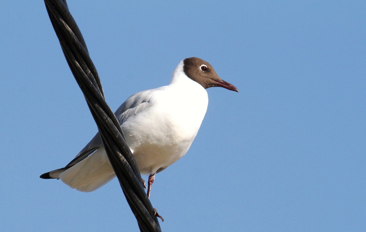 Mouette rieuse - ML545489791
