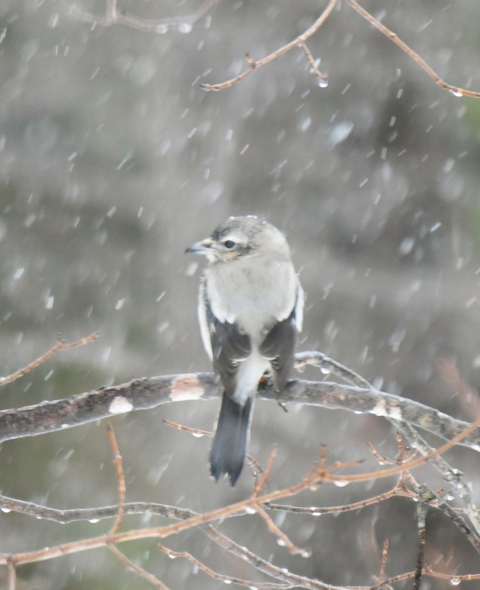 Умардын дунхай - ML545490771