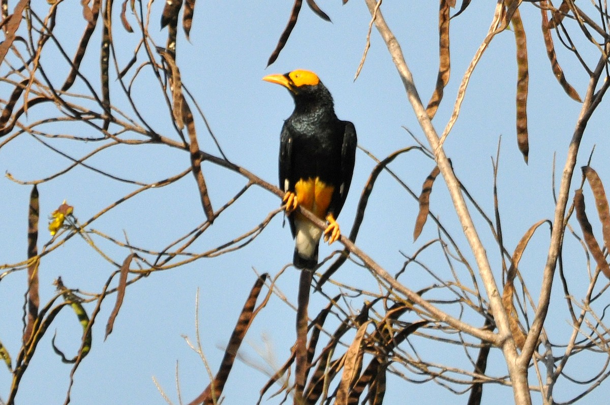 Yellow-faced Myna - ML545491991