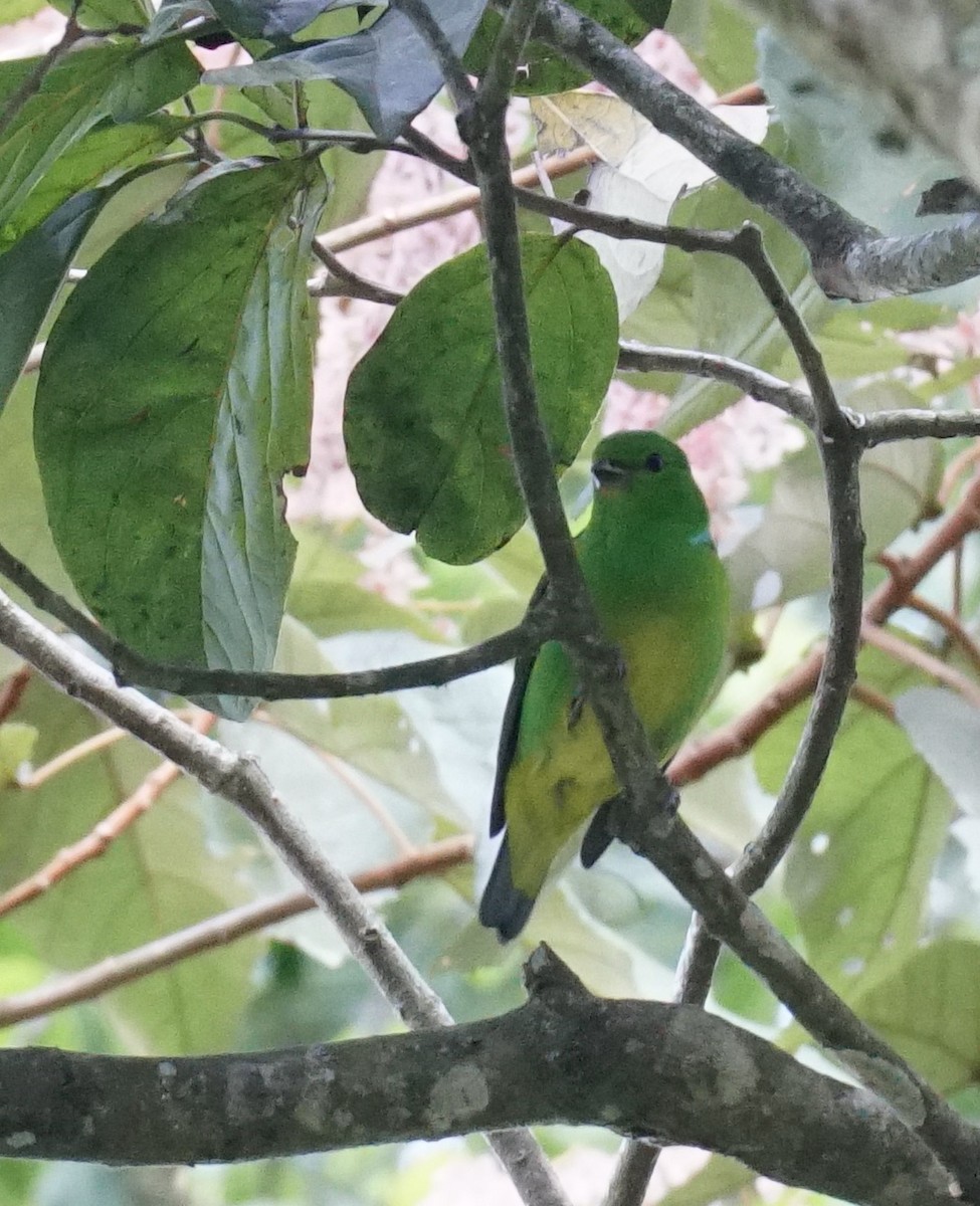 Blue-crowned Chlorophonia - Thane Pratt