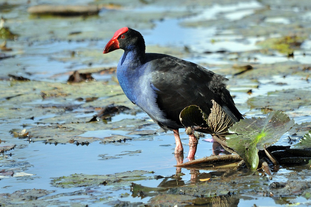 Australasian Swamphen - ML545492311