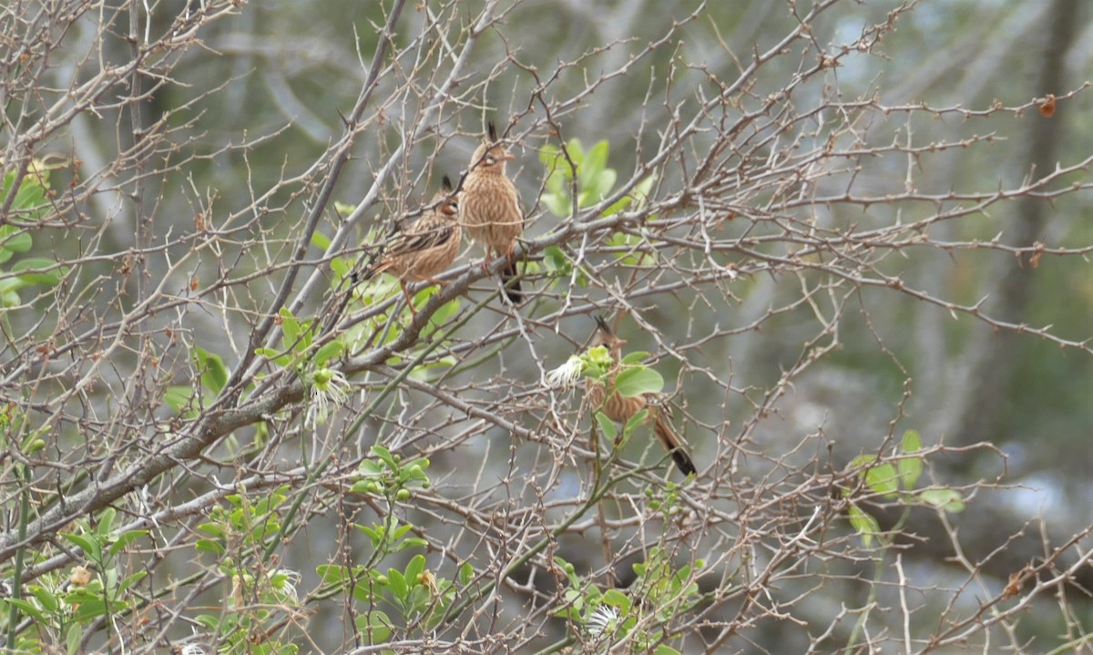 Lark-like Brushrunner - Peter Kennedy