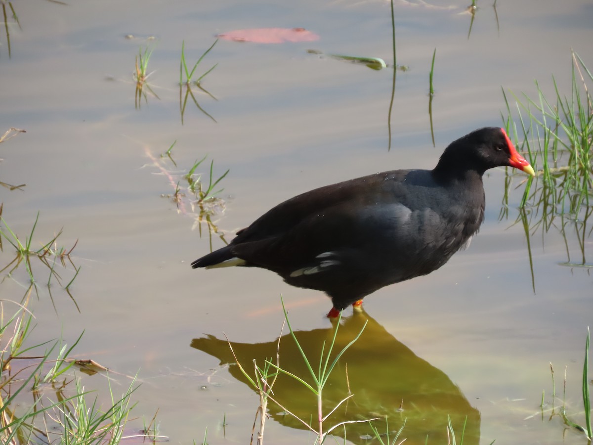 Common Gallinule - ML545493971