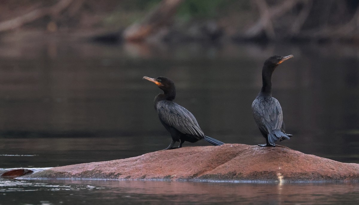 Neotropic Cormorant - ML545494421