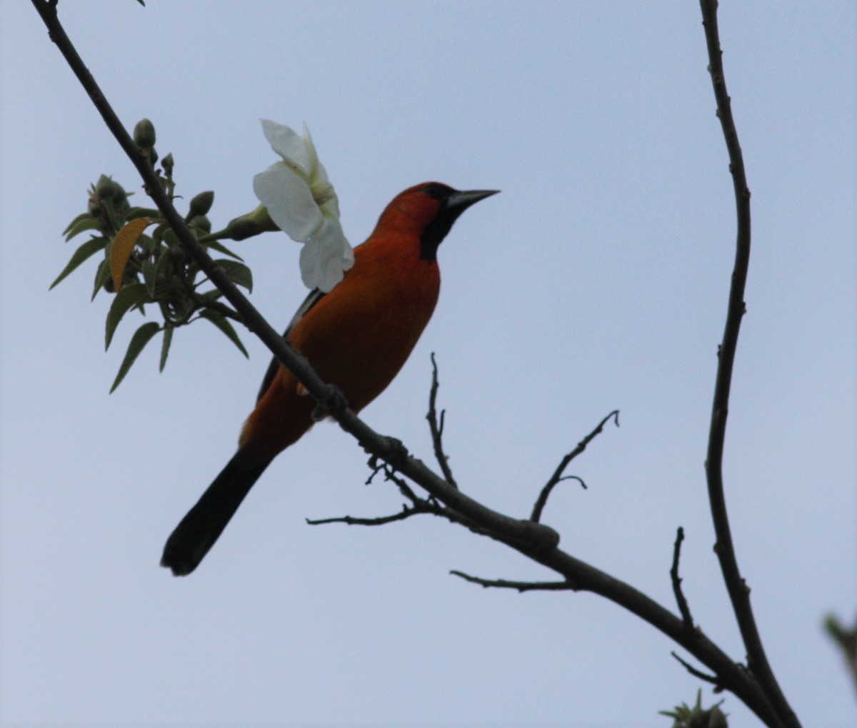 Streak-backed Oriole - ML545495791