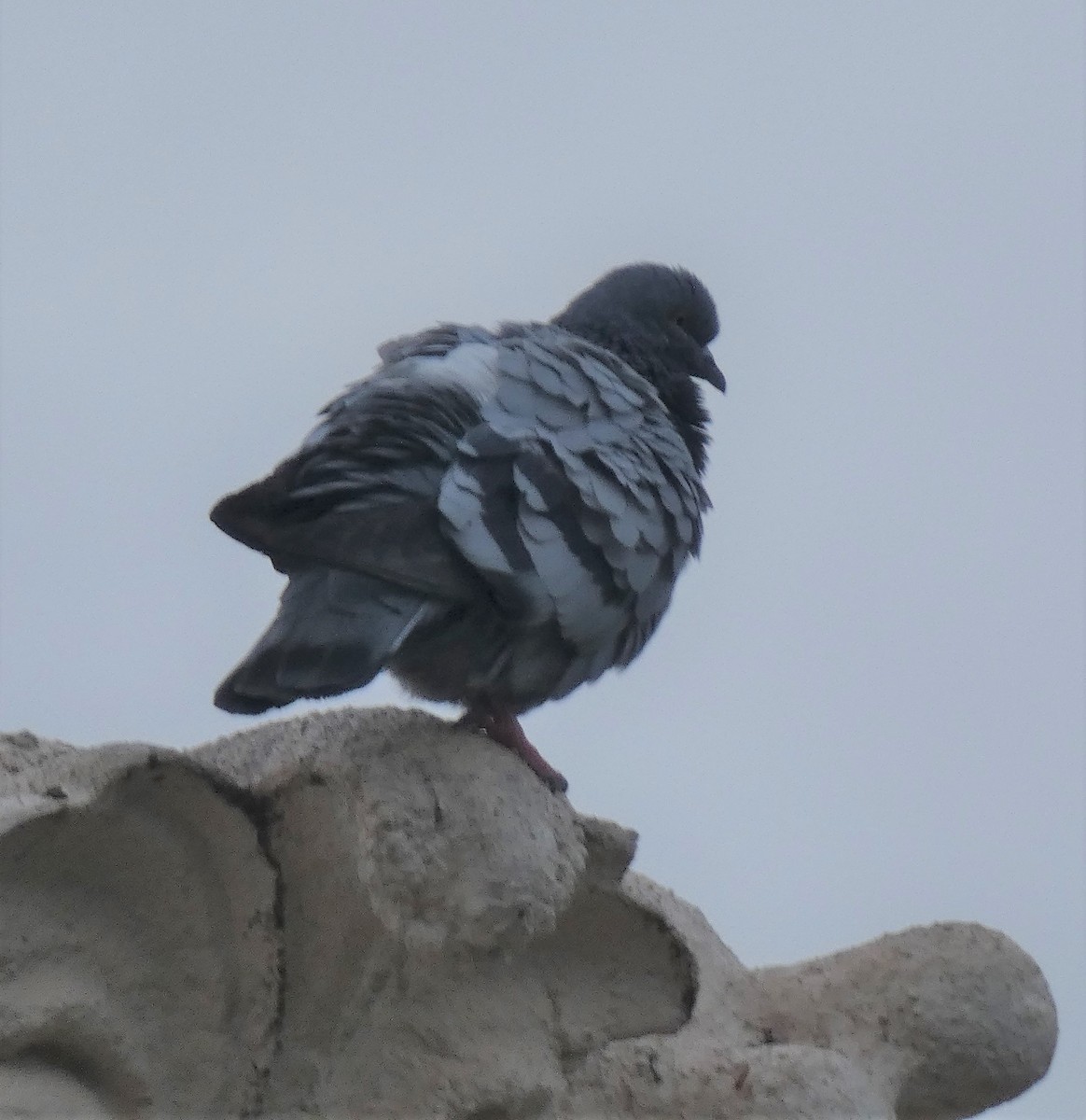 Pigeon biset (forme domestique) - ML545496311