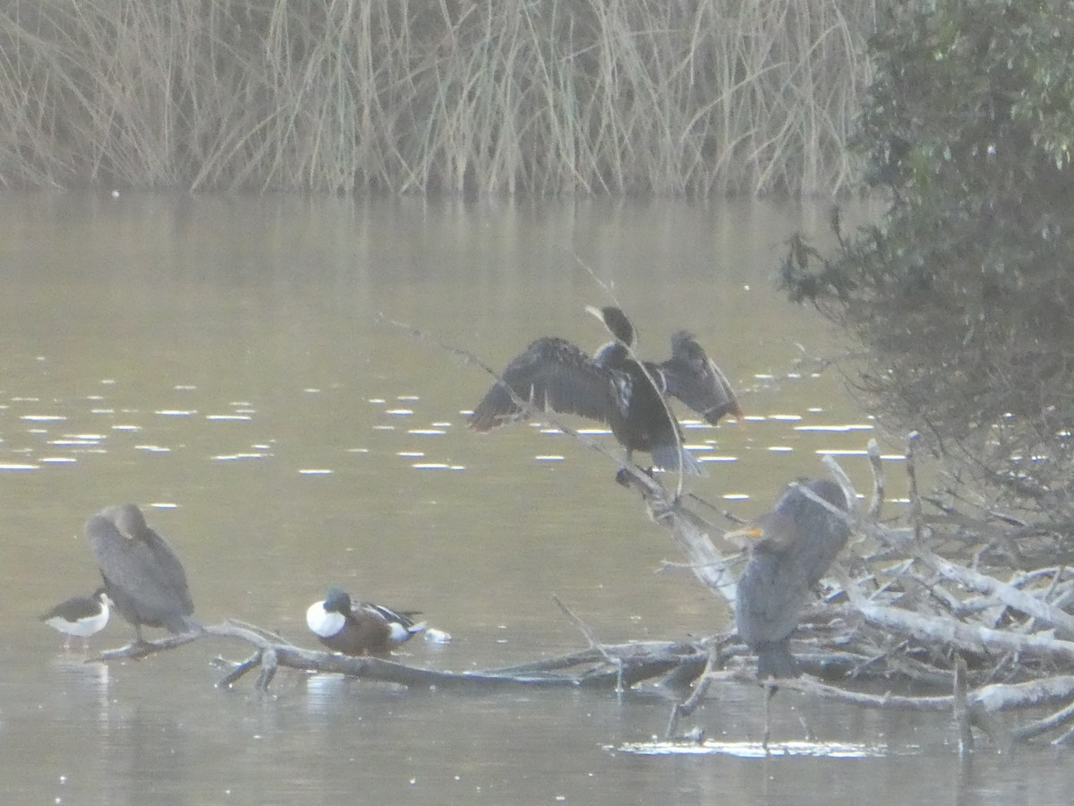Double-crested Cormorant - ML545496441
