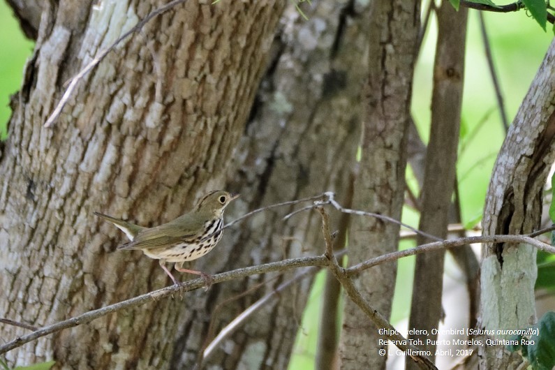 Ovenbird - ML54549791