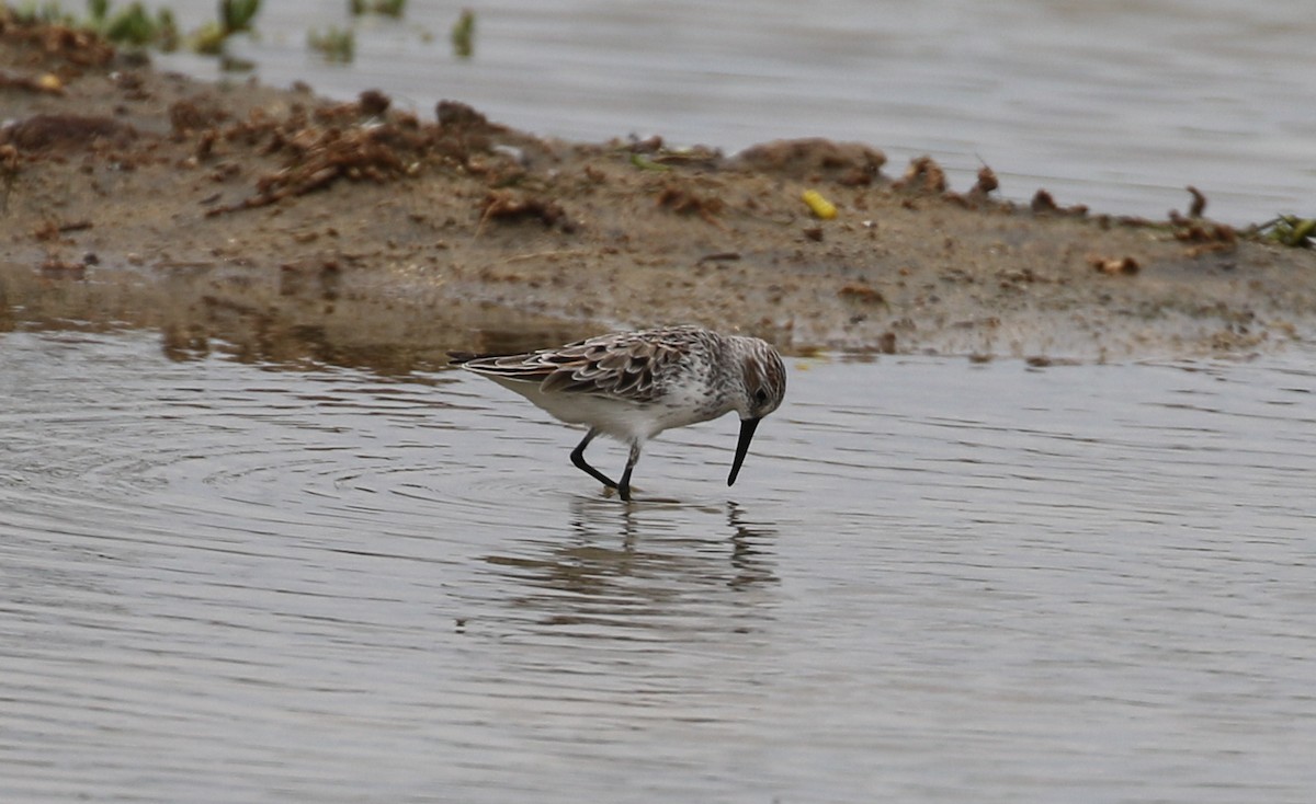 Western Sandpiper - ML545498261