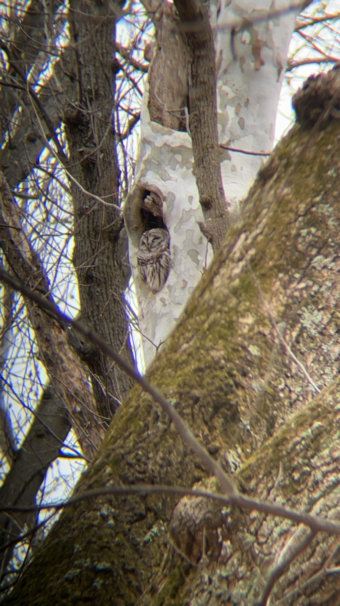 Barred Owl - ML545499751