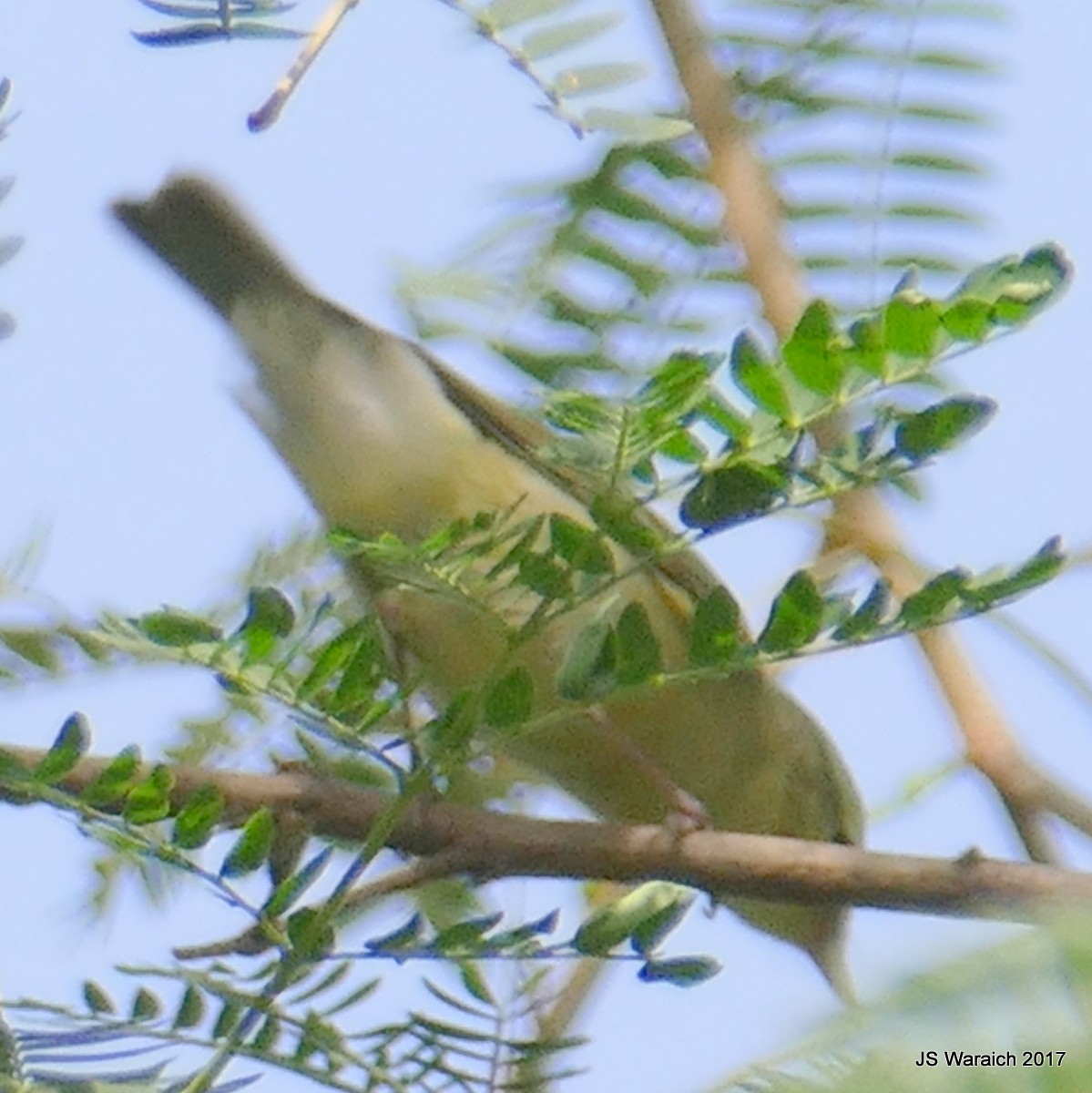 Greenish Warbler - Jaswinder Waraich