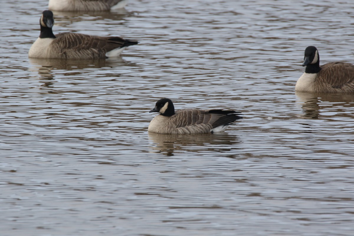 Cackling Goose - ML545500181