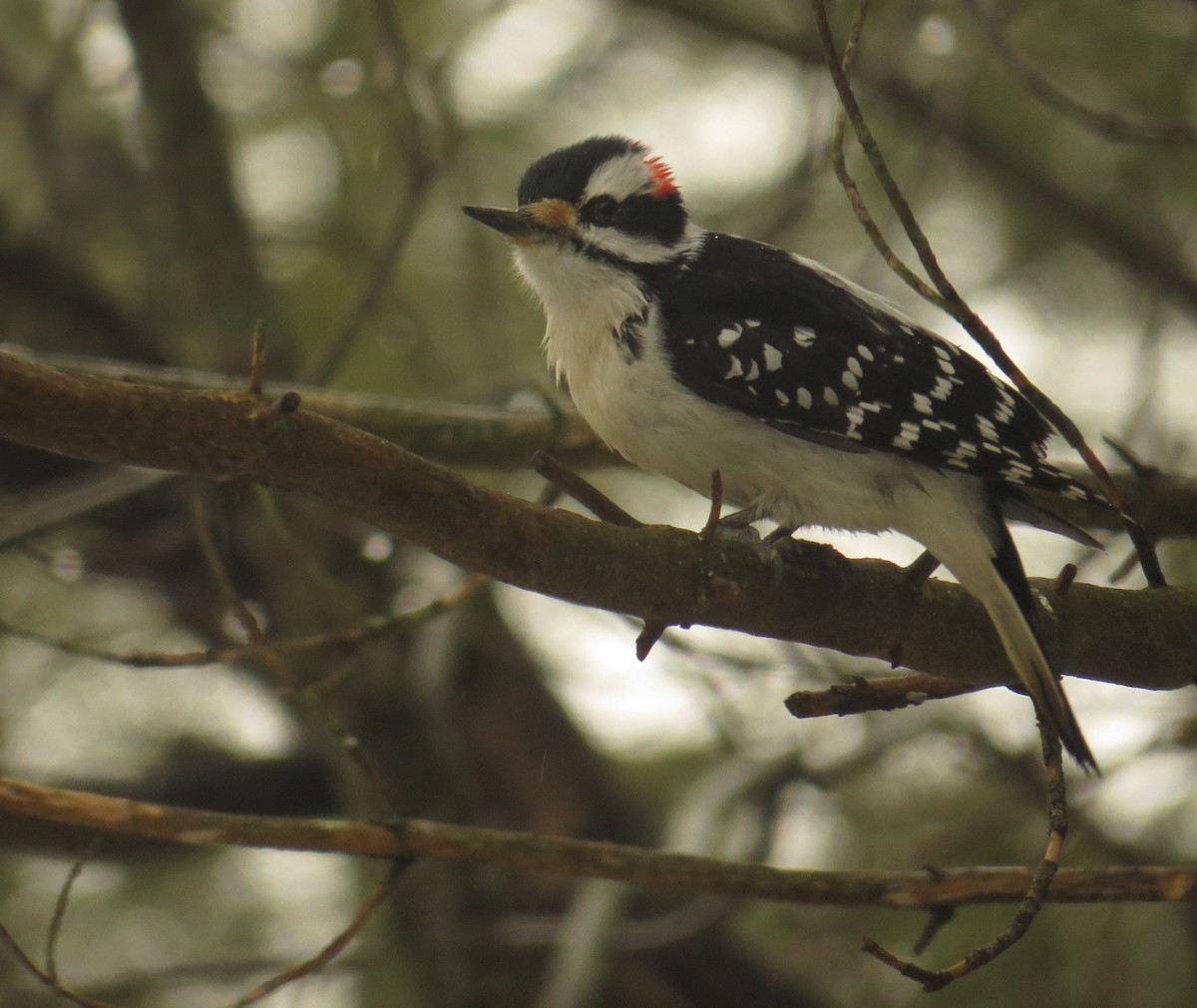 Hairy Woodpecker - Amy Lawes