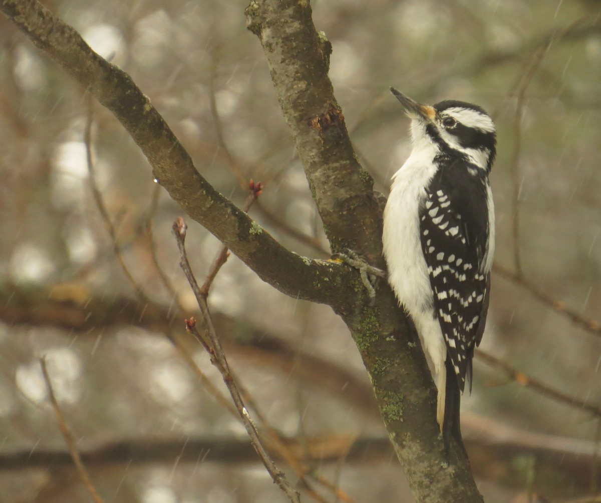 Hairy Woodpecker - Amy Lawes