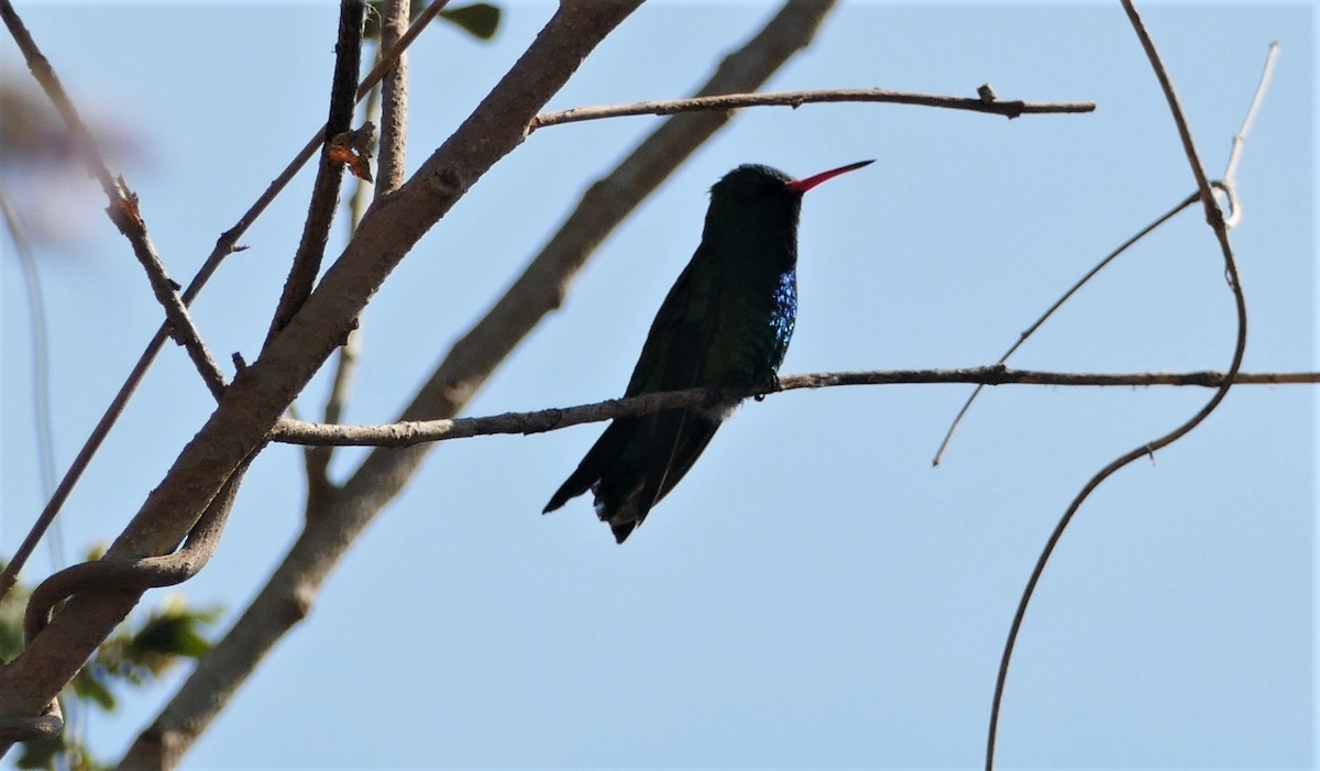 Glittering-bellied Emerald - ML545501051