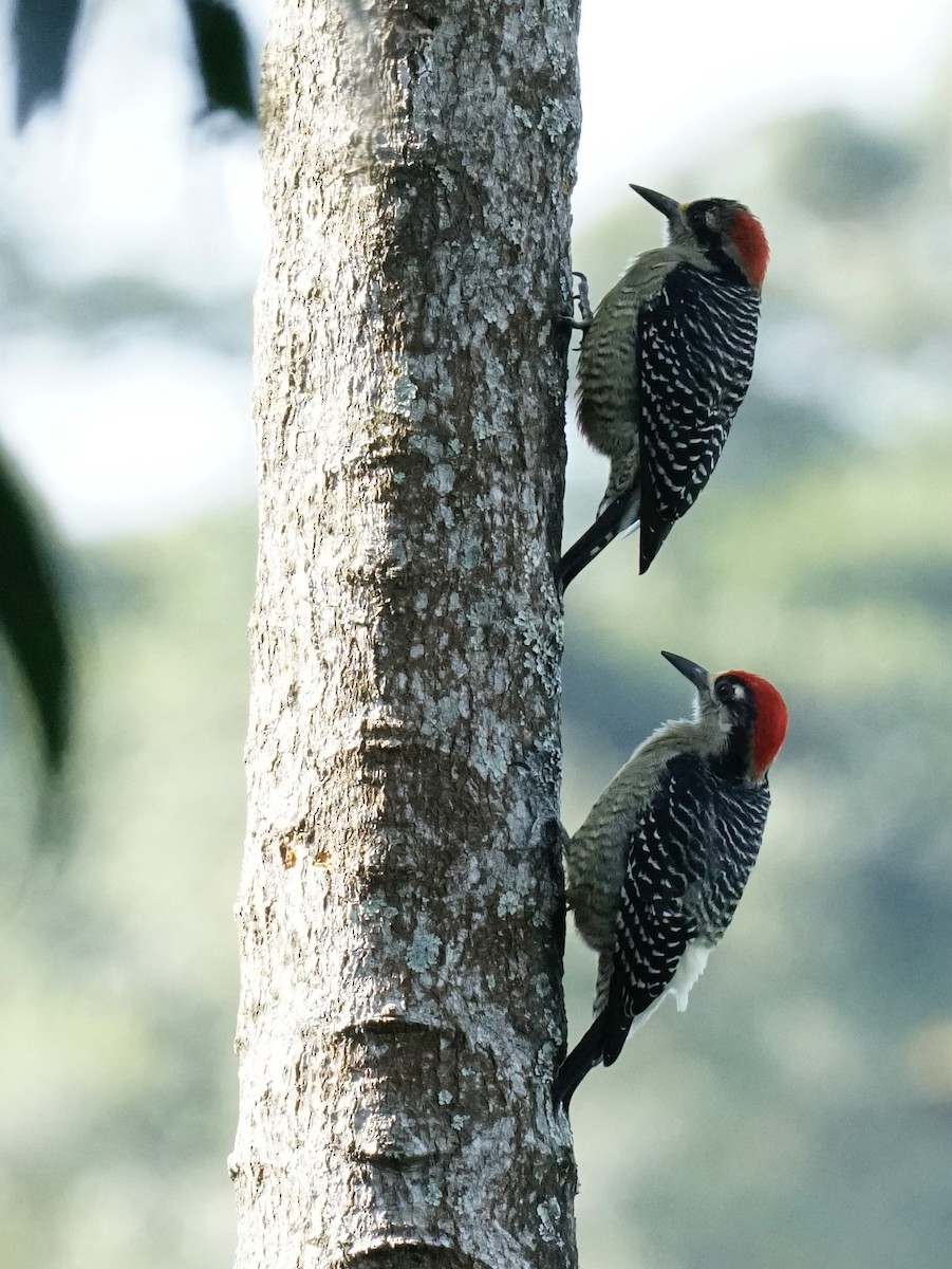 Black-cheeked Woodpecker - ML545503331