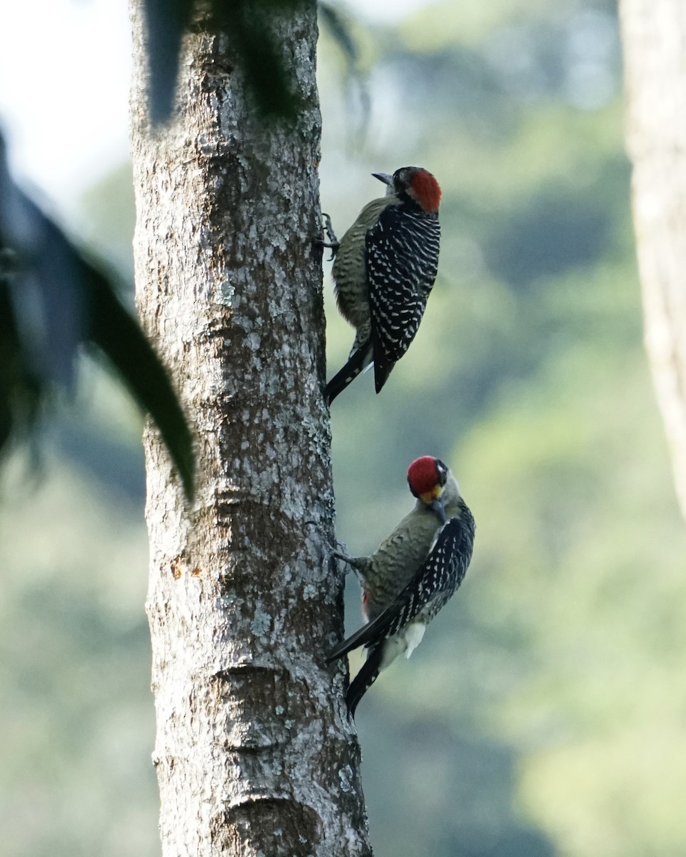 Black-cheeked Woodpecker - ML545503341