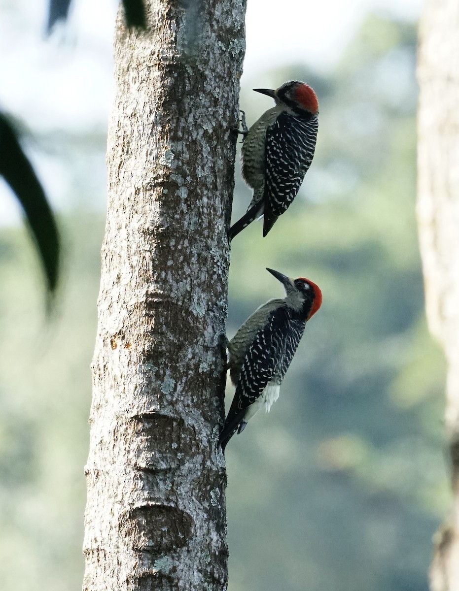 Black-cheeked Woodpecker - ML545503351