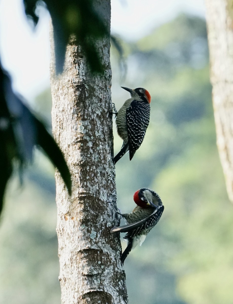 Black-cheeked Woodpecker - ML545503361