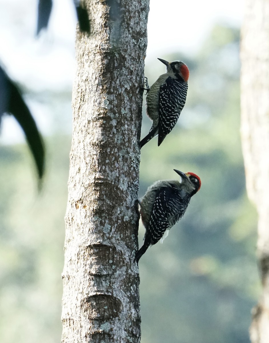 Black-cheeked Woodpecker - ML545503381