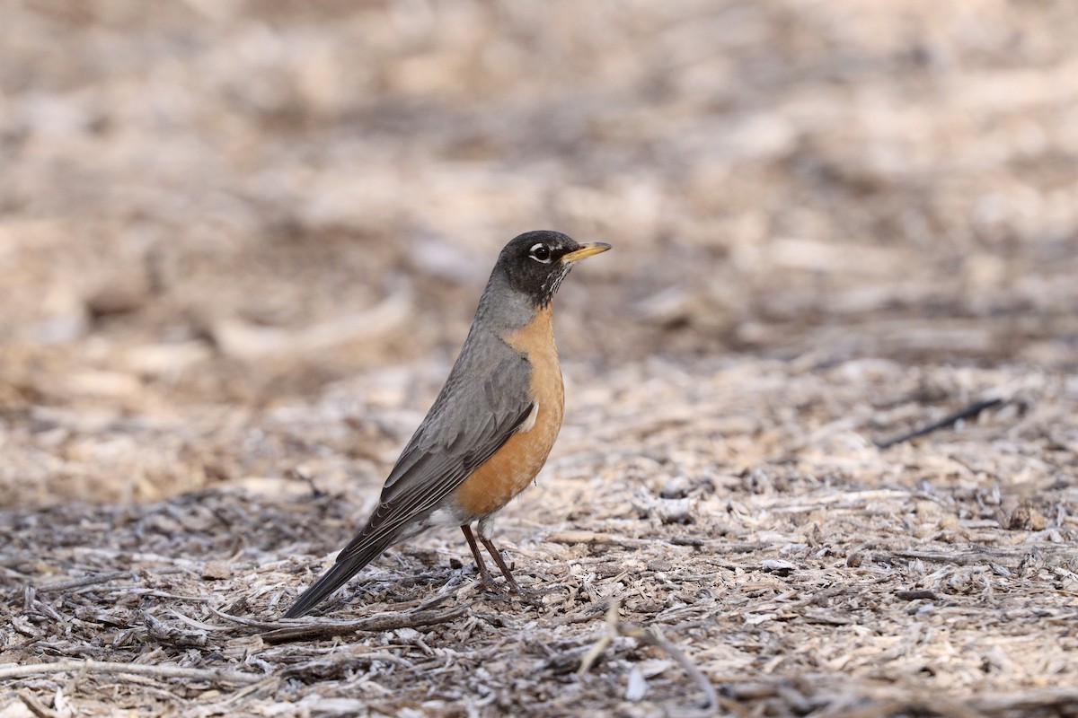 American Robin - ML545503451