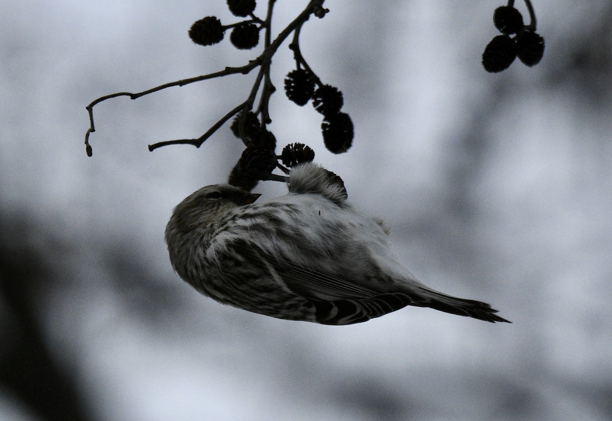 Hoary Redpoll - MJ Hele