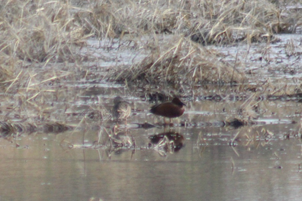 Cinnamon Teal - Nathan O'Reilly