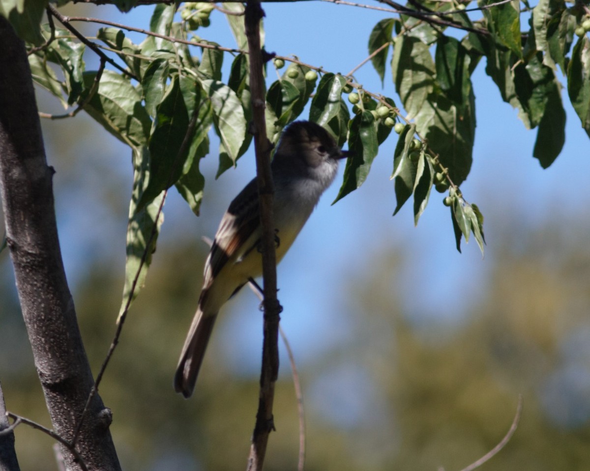 Nutting's Flycatcher - ML545504061