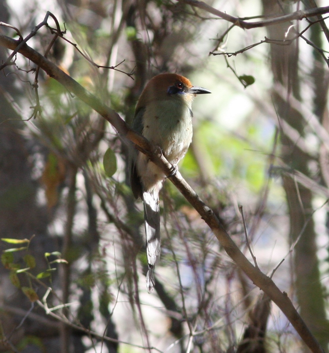 Motmot à tête rousse - ML545504191