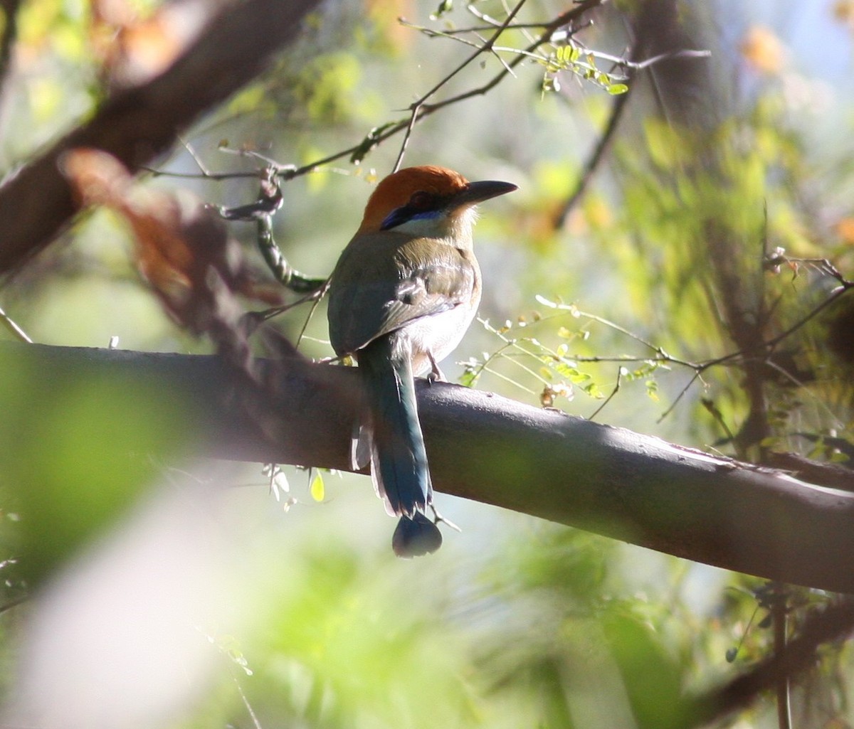 Motmot à tête rousse - ML545504201