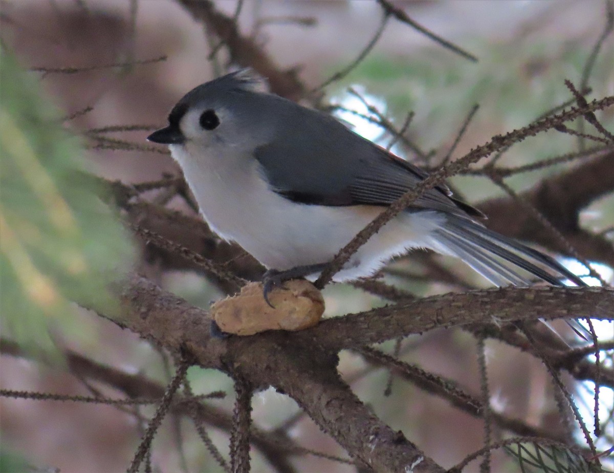 Tufted Titmouse - ML545504491