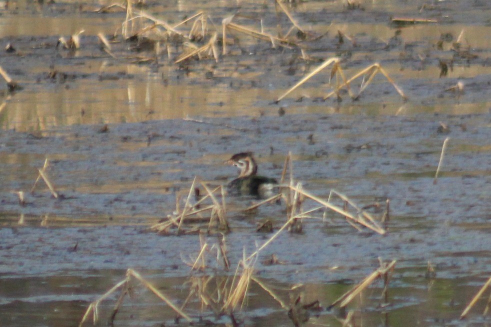 Pied-billed Grebe - ML54550471