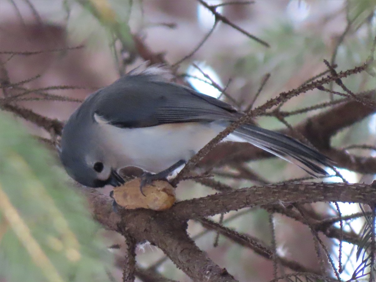 Mésange bicolore - ML545504771