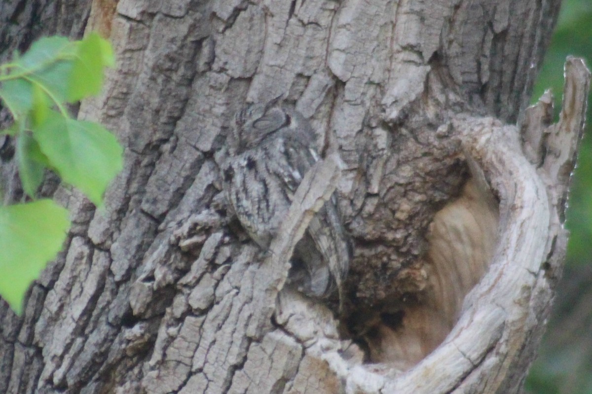 Western Screech-Owl - ML54550541