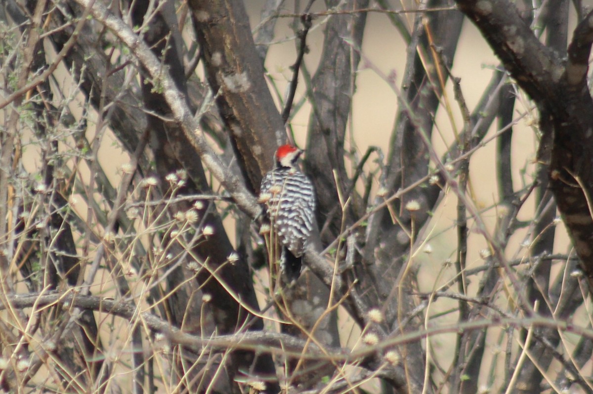 Ladder-backed Woodpecker - ML54550571