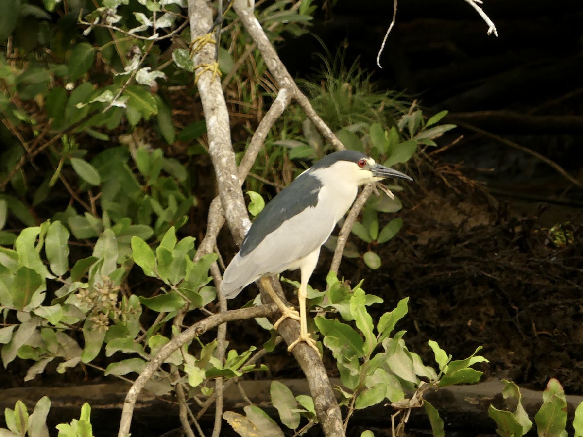 Black-crowned Night Heron - ML545505871