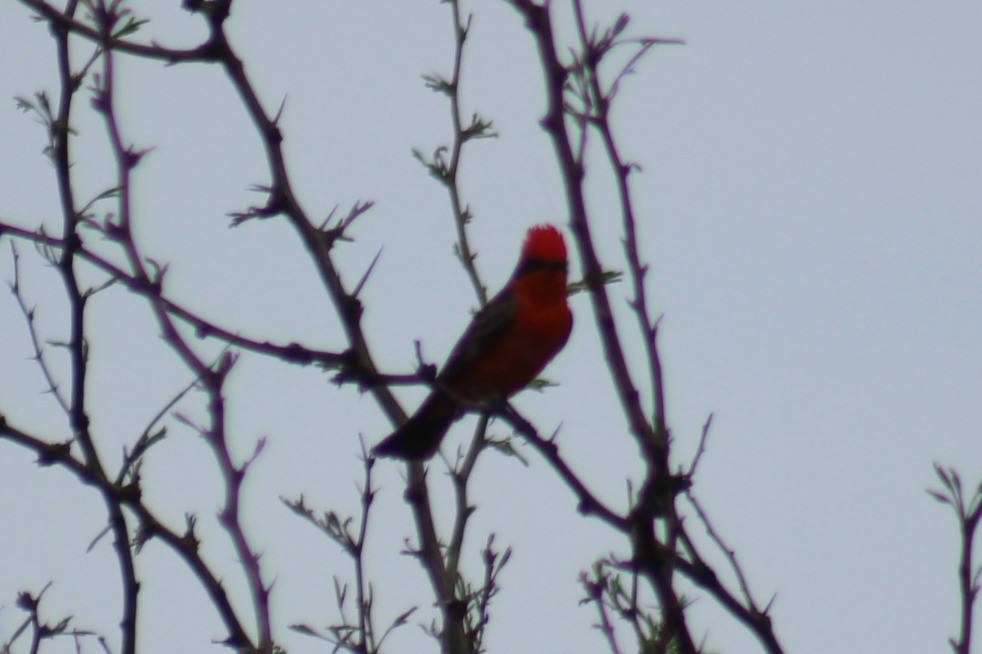 Vermilion Flycatcher - ML54550601