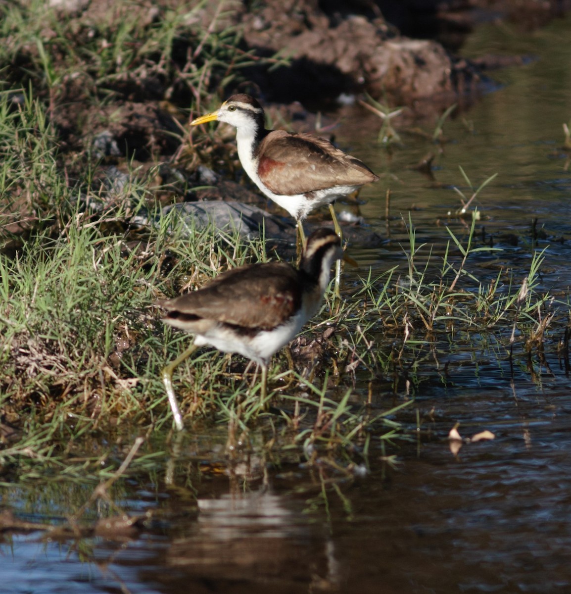 Jacana du Mexique - ML545506991