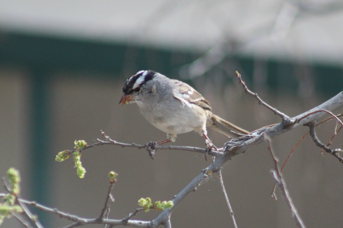 White-crowned Sparrow - ML54550701