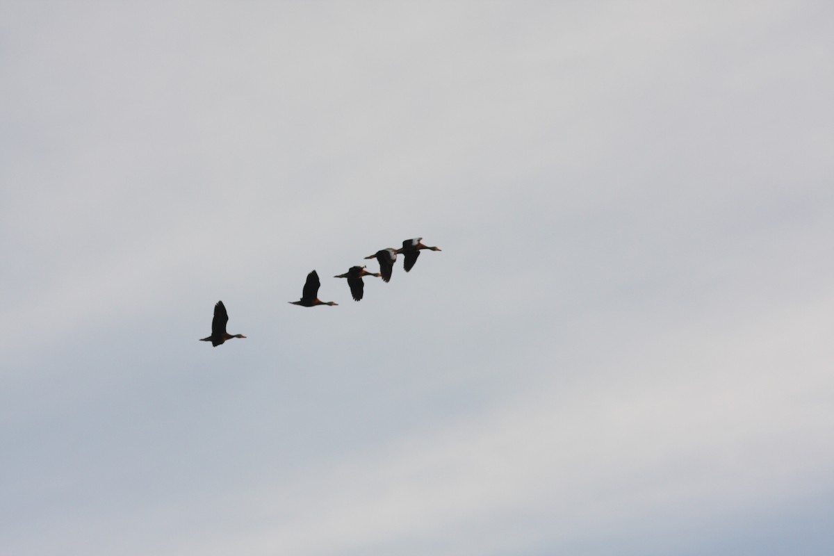 Black-bellied Whistling-Duck - ML545507061