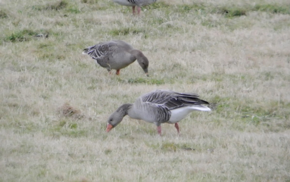 Tundra Bean-Goose - ML545507231